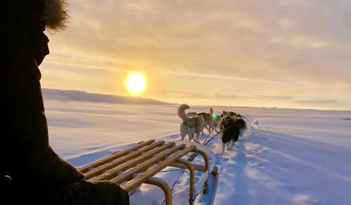 DRYLAND/ SNOW DogSledding .