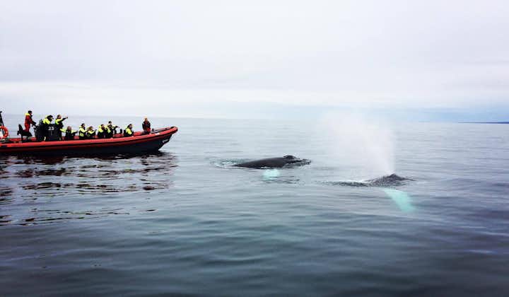 Small Group 2-Hour Puffin and Whale Watching Tour from Husavik