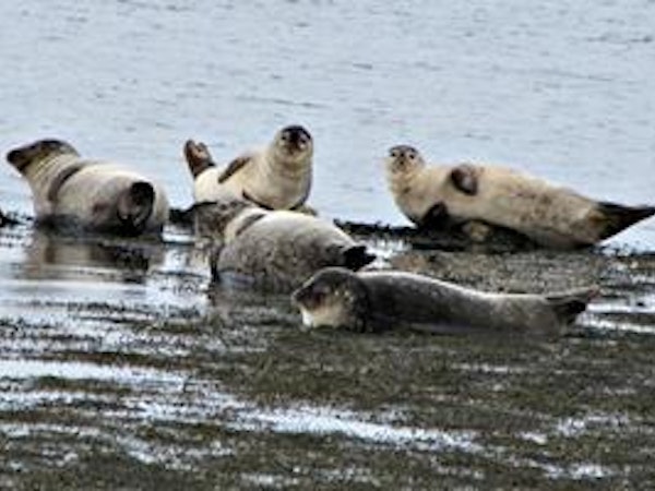 Seals bask on the fjord’s shores at Kirkjubol - Holmavik, a guesthouse in the southeast Westfjords.