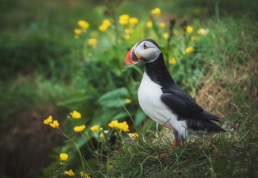 Atlantic puffin on the cliffs of Iceland