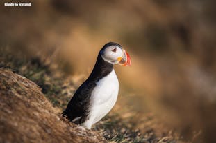 A puffin watches out from an island in Reykjavik.