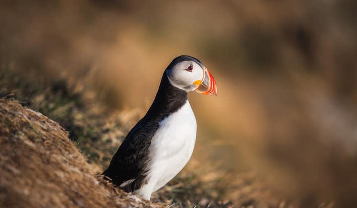A puffin watches out from an island in Reykjavik.