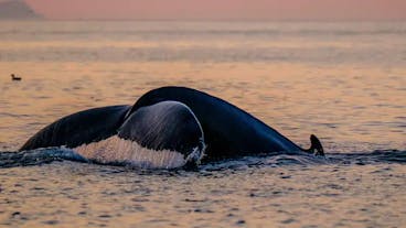 A whale raises its tail flukes under the midnight sun in summer.