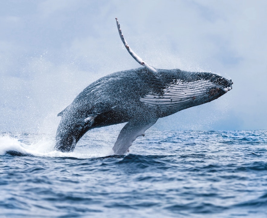 Наблюдение за китами в Исландии в сентябре