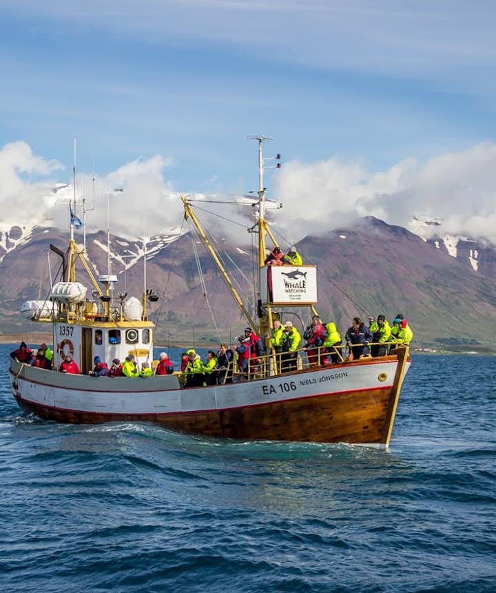 Najlepszy przewodnik po obserwowaniu wielorybów na Islandii