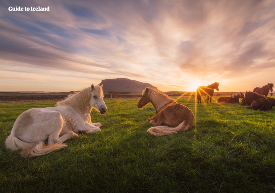 Icelandic horses relaxing under the midnight sun near Herdubreid