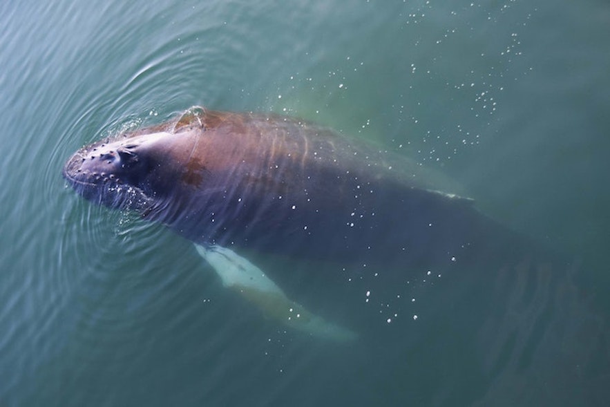 Det er over 20 arter av hval som holder til på Island