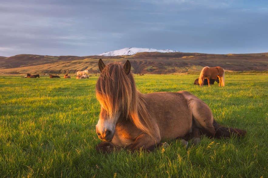 An Icelandic horse resting in a grassy field