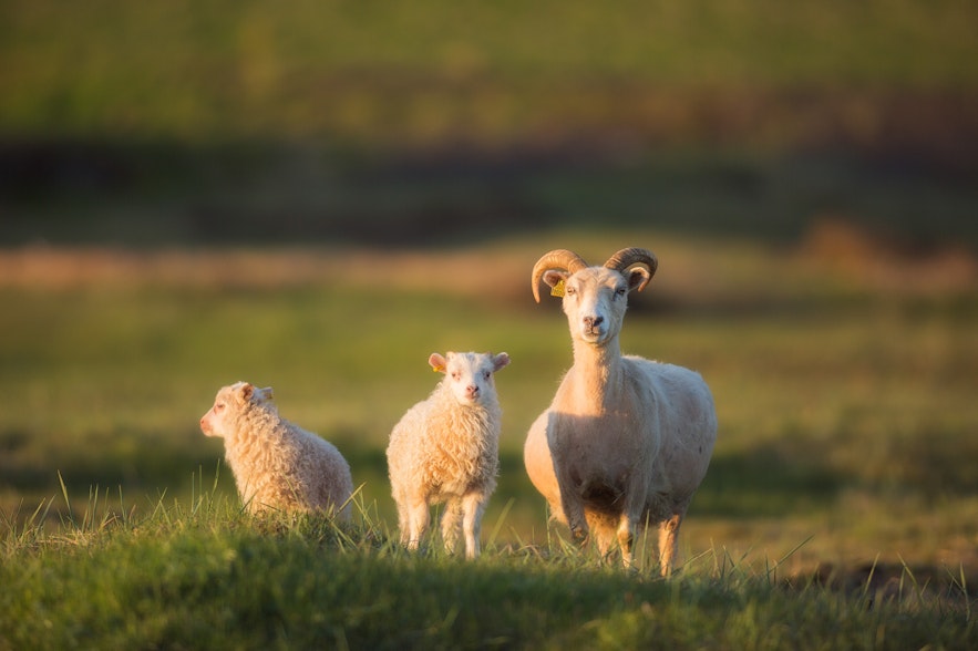 Icelandic sheep with two lambs in Iceland
