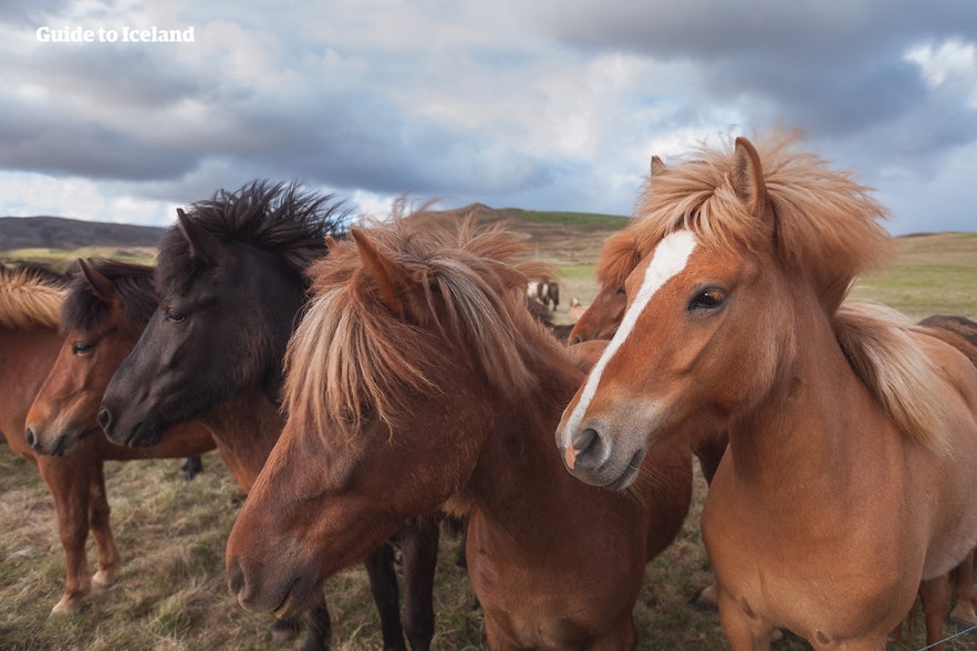 A group of Icelandic horses