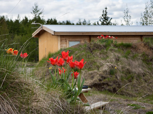 Flowers bloom on the grounds of Kalda Lyngholt holiday homes.