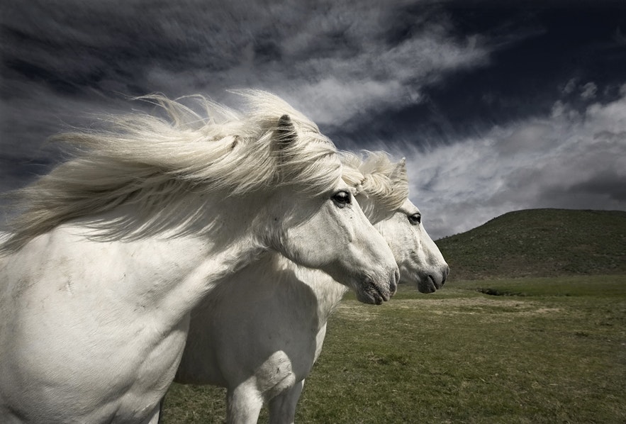 Two beautiful white horses in Iceland