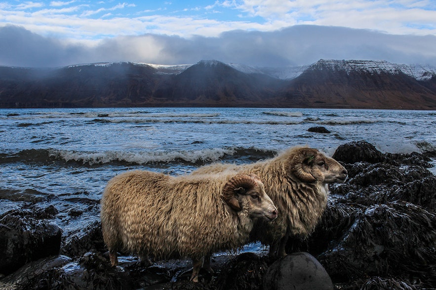 Icelandic sheep on the shores of the Westfjords