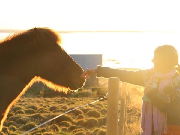 A person interacts with a friendly Icelandic horse at Esjan, a glamping experience in converted buses near Reykjavik.