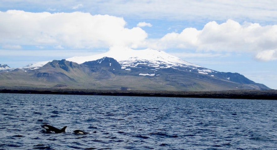 Spekkhoggere er vanligst å se ved Snaefellsnes-halvøya