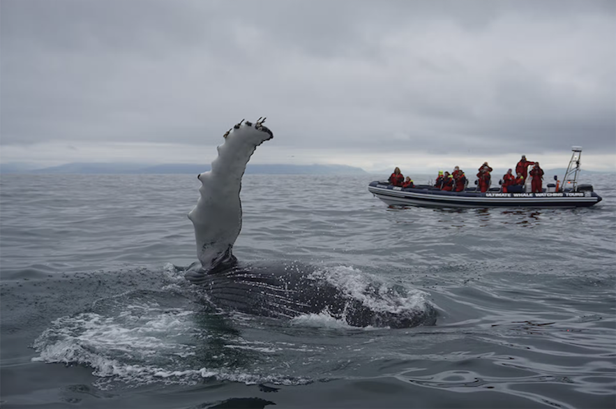 En hval hilser på turister på hvalsafari