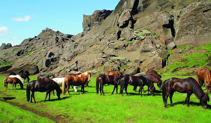 Horses grazing in a lush green valley surrounded by rugged cliffs in the Icelandic countryside.