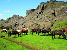 Horses grazing in a lush green valley surrounded by rugged cliffs in the Icelandic countryside.