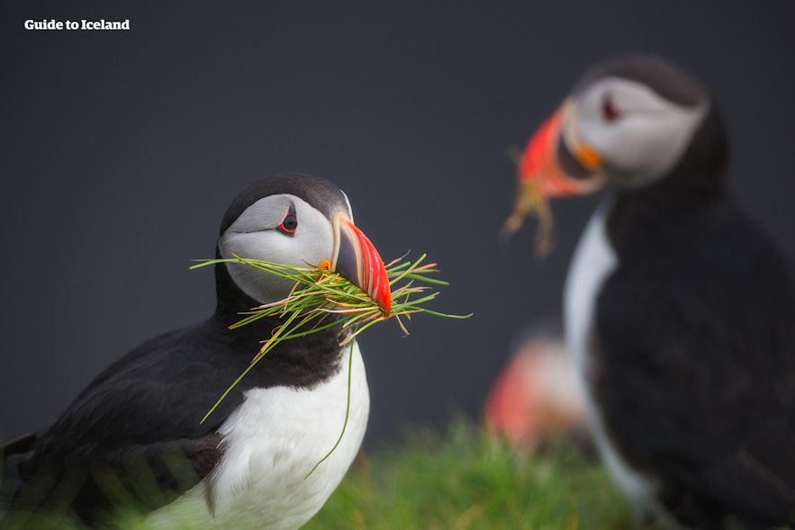 An Atlantic puffin with grass in its beak, and another puffin in the background.