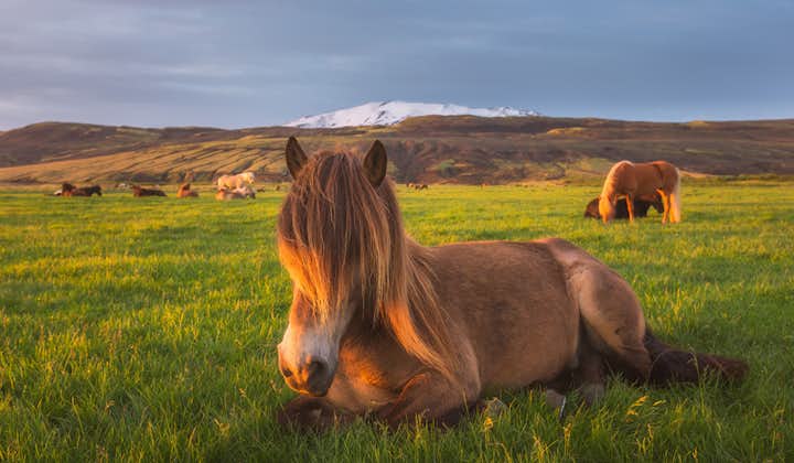 An Icelandic horse lies on lush green grass with other horses and fantastic scenery in the background.