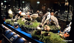Guía de Viaje al Museo de Aves Sigurgeir