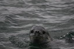 A curious seal pokes its head out of the water.