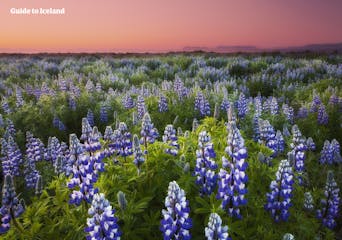 아이슬란드의 봄 - 여행 완벽 가이드