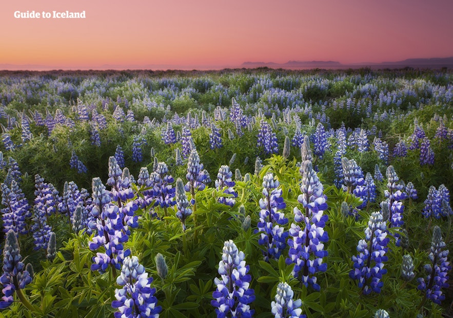 Lupines start blossoming in spring in Iceland