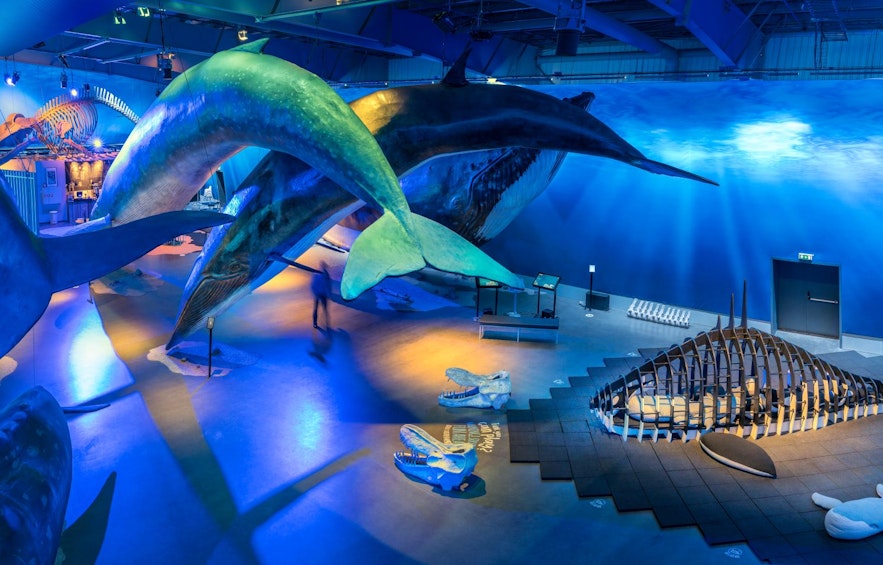 Sala principale della mostra sulle balene d'Islanda