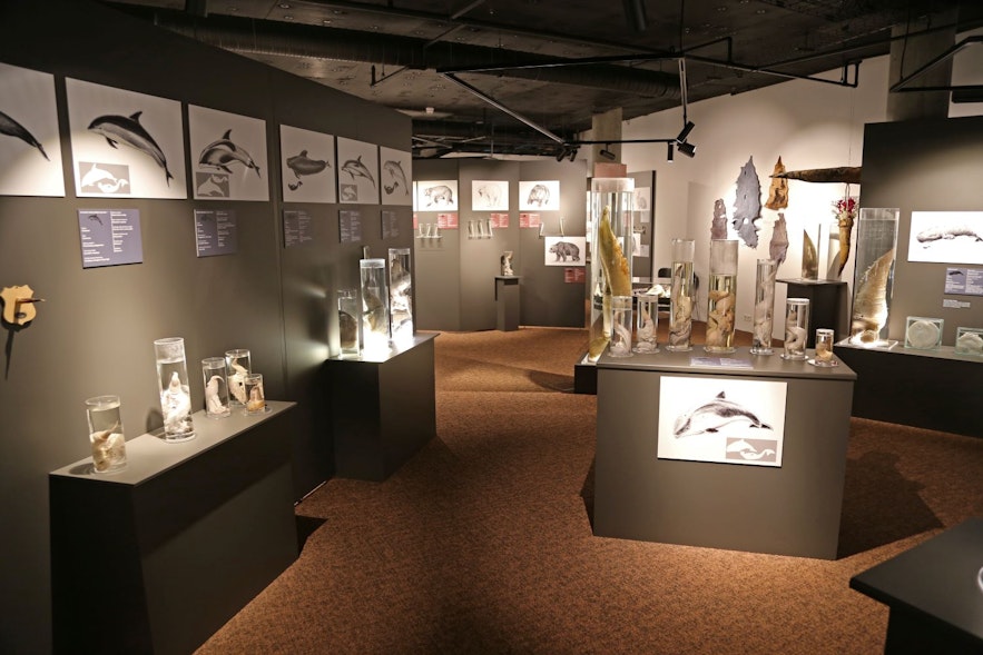 The exhibition room of the Phallological museum in Iceland
