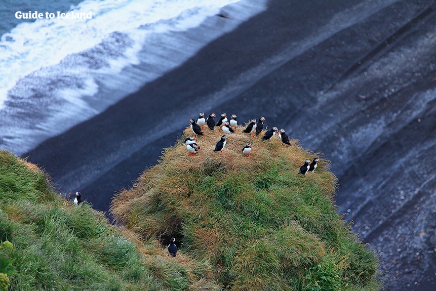 Maskonury gromadzą się na klifie w południowej Islandii.
