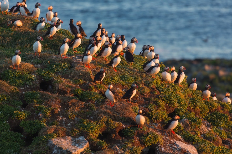 Puffins return to Iceland during the spring