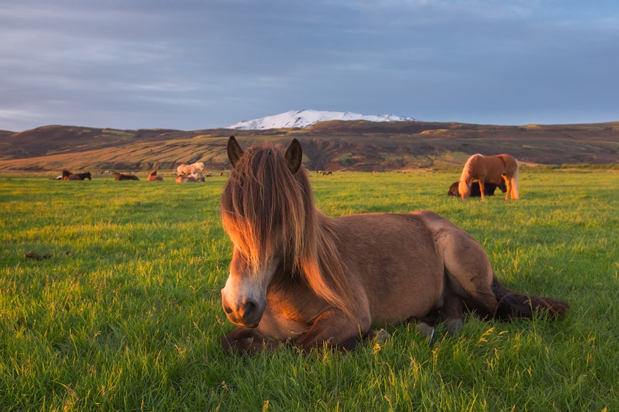 봄은 아이슬란드를 방문하기 좋은 시기입니다.