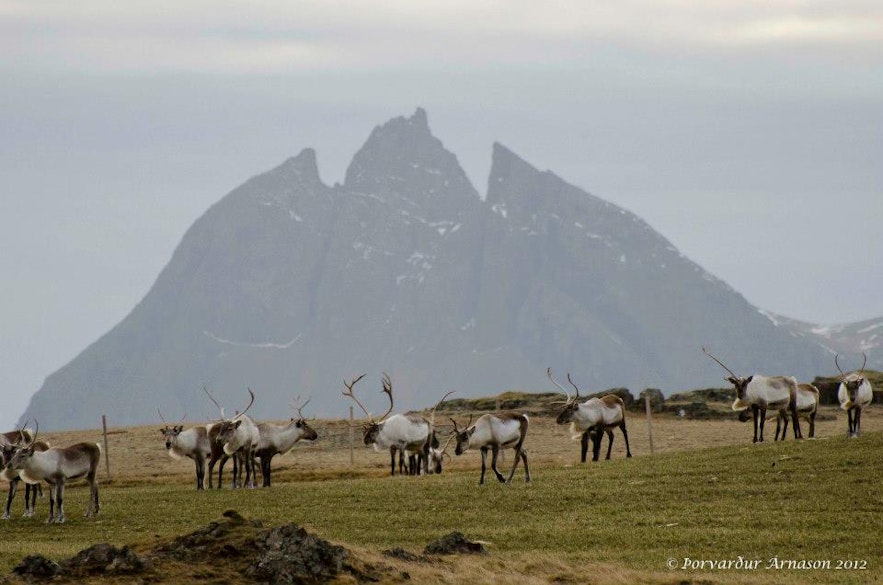 冰岛驯鹿在东部最为常见