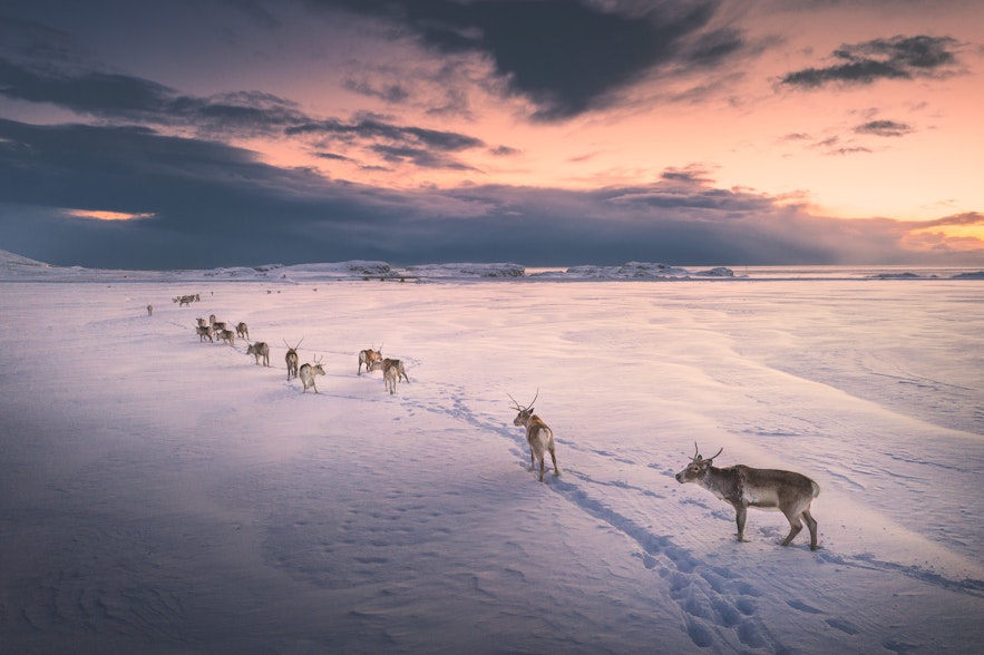 Renifery zimą na wschodzie Islandii, podróżujące po śniegu przy zachodzącym słońcu.