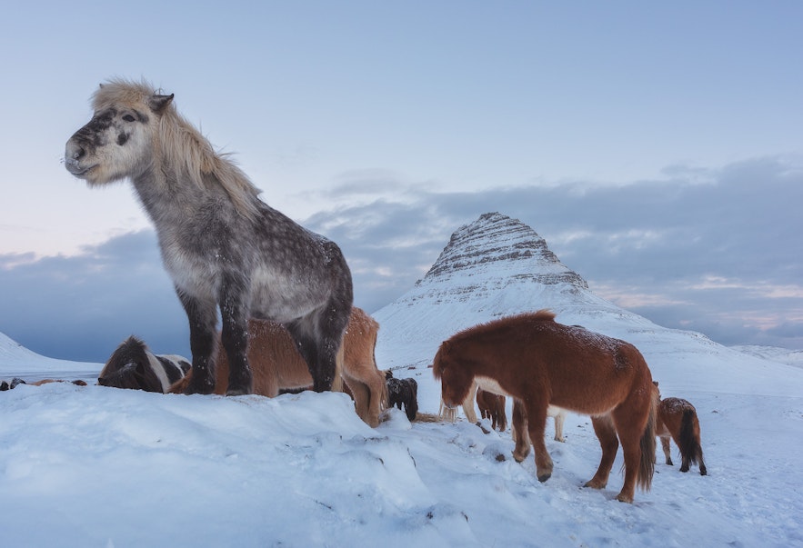 Icelandic horses outside in winter in their fluffy winter coat by Kirkjufell mountain also known as Arrow head mountain from game of thrones