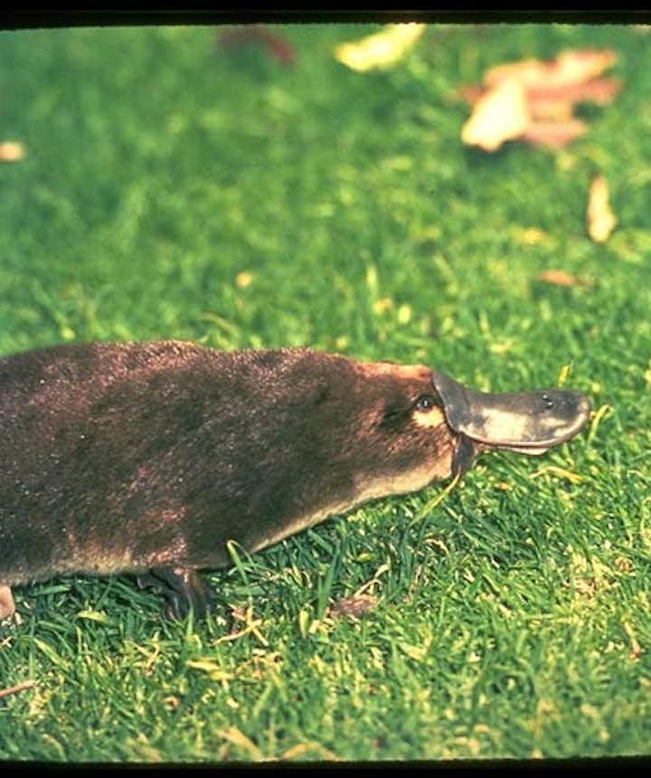 The Easter Platypus