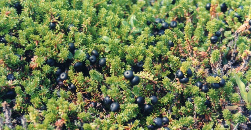 Black crowberry in La camarine noire en Islande