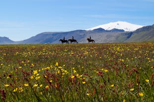 Ride across a stunning track along the eastern edge of the Snaefellsjokull glacier during this five-hour midnight sun horse riding tour.