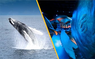 4 Hour Whale Watching Boat Tour & Whales of Iceland Exhibition with Transfer from Reykjavik