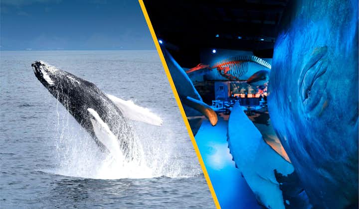 4 Hour Whale Watching Boat Tour & Whales of Iceland Exhibition with Transfer from Reykjavik