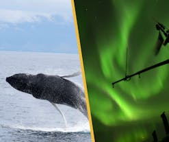 Northern Lights and Whale-Watching Boat Tours from Reykjavik