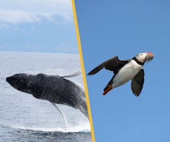 Excursions Combinées Flexibles d'une durée de 4 heures pour Voir les Baleines et les Macareux avec Prise en Charge à Reykjavik