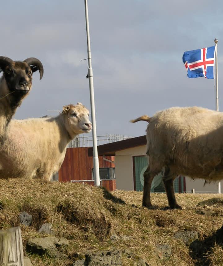 13 Cosas Más Divertidas Sobre Islandia