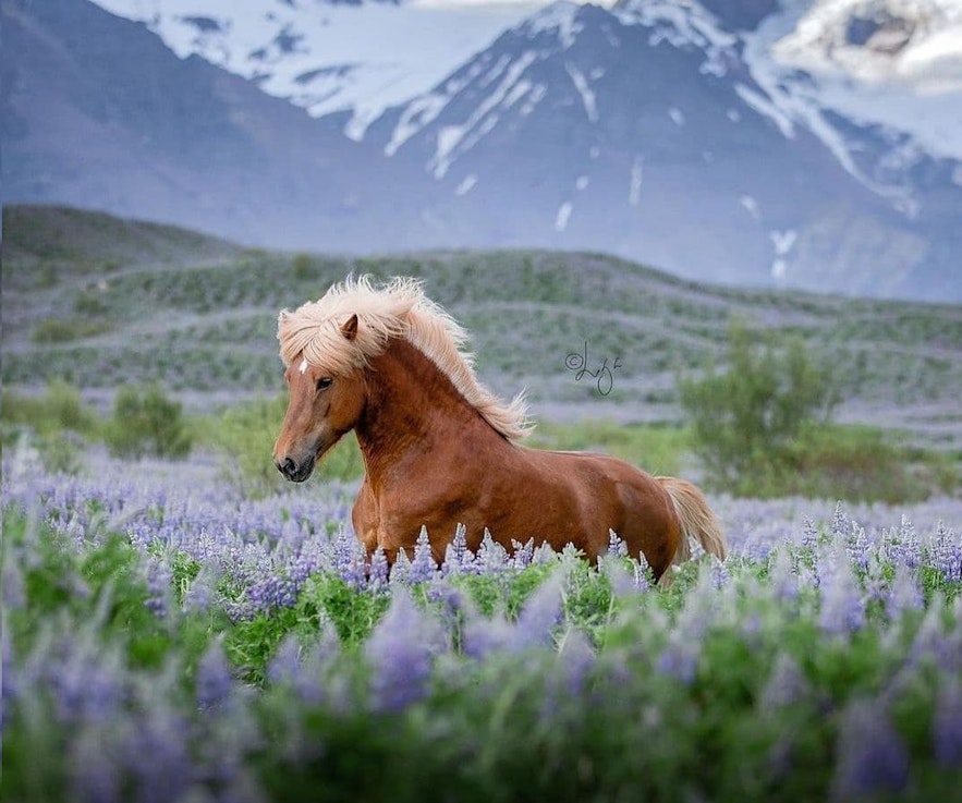 Das Islandpferd in einem Lupinenfeld.