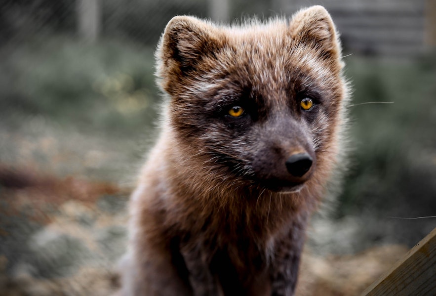 Melrakkasletta draws its name from an old Icelandic word for the Arctic Fox.