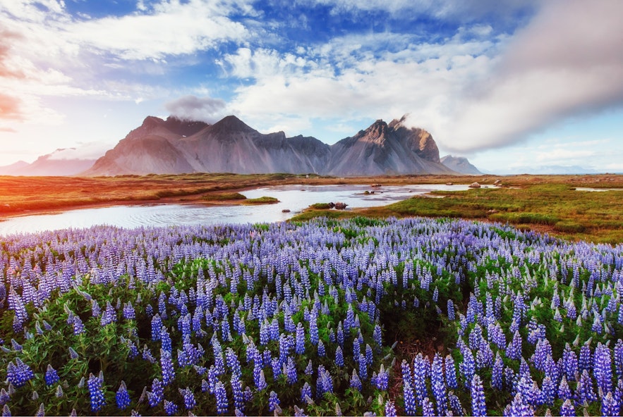 아이슬란드에서는 보라색 꽃 루핀을 흔히 볼 수 있습니다.